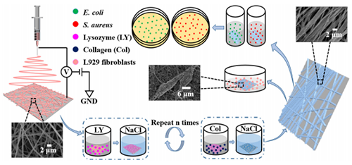 Lysozyme/collagen multilayers layer-by-layer deposited nanofibers with enhanced biocompatibility and antibacterial activity