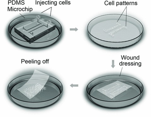 A Rapid Screening Method for Wound Dressing by Cell‐on‐a‐Chip Device