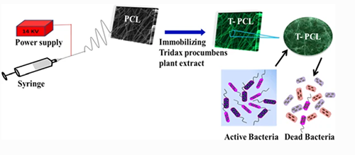 Tridax Procumbens Extract Loaded Electrospun PCL Nanofibers: A Novel Wound Dressing Material
