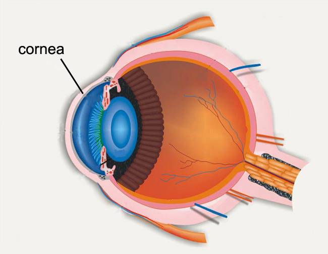Figure 1（The eye section1）