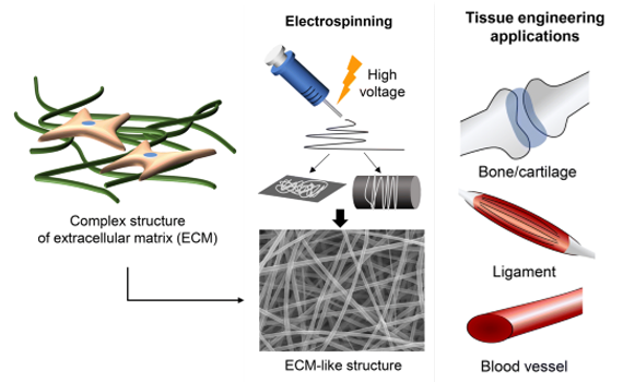 Application of Electrospinning Fiber in Biological Tissue Engineering