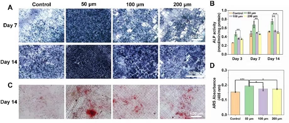 Osteogenic activity of nanofiber mesh patterns