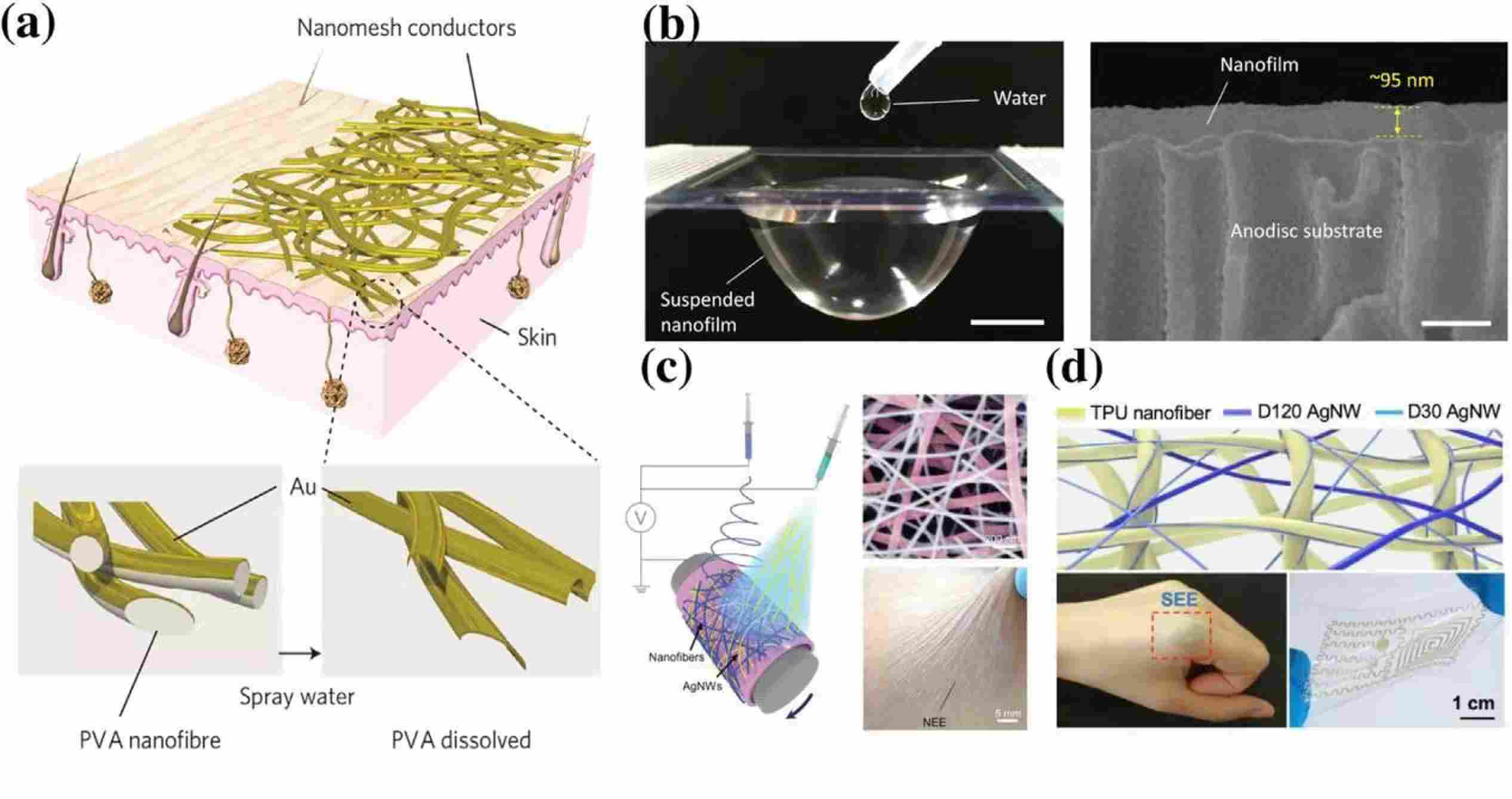 (a) Schematic diagram of conductive Nanonets on skin manufactured by evaporating Au onto electrospun PVA nanofibers,_new_new.jpg