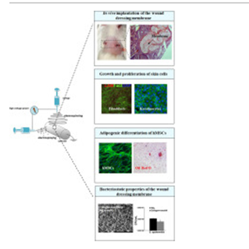 New prospects of electrospun rice fiber in skin regeneration