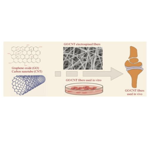 Recent advances in polymeric scaffolds containing carbon nanotube and graphene oxide for cartilage and bone regeneration