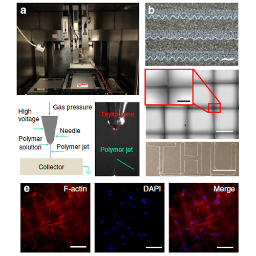 Rotating nanofiber scaffold induces corneal stroma regeneration