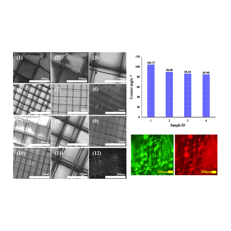 Wuhan Textile University Yanbo Liu:  Characterizationon Modification and Biocompatibility of PCL Scaffold Prepared with Near-field Direct-writing Melt Electrospinning