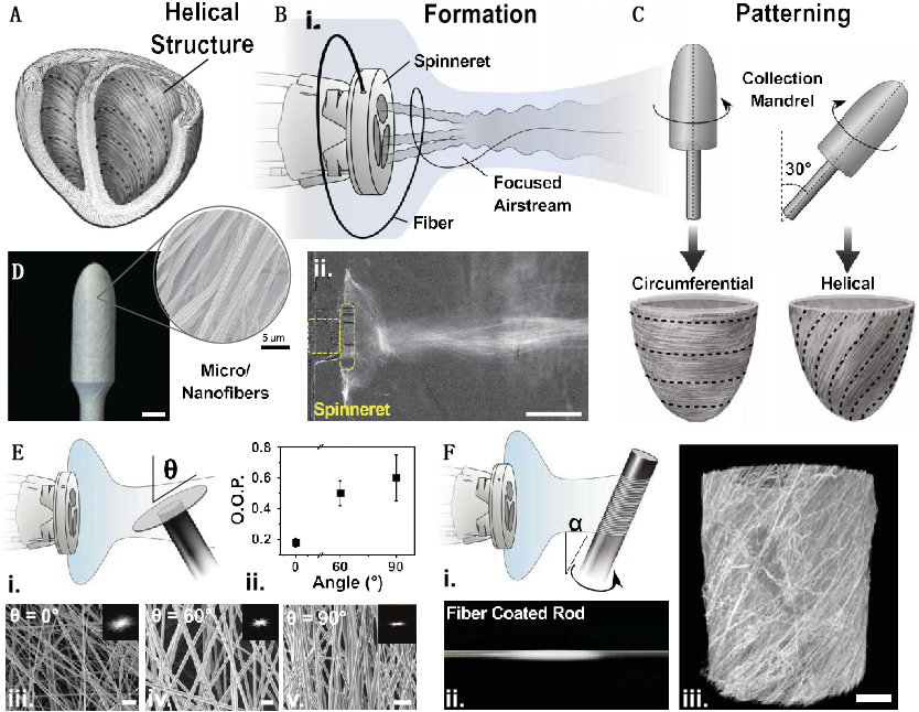 Reconstructing the Helical Structure of the Heart - Focused Jet Spinning (FRJS)